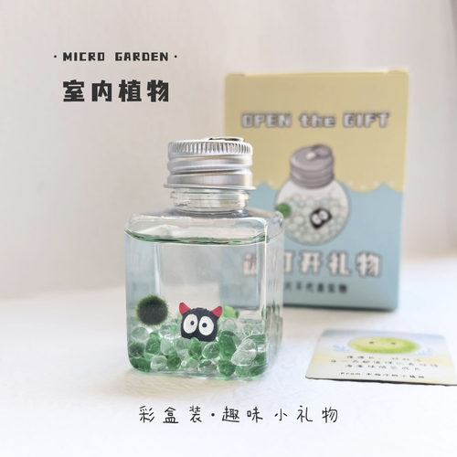 桌面绿植生态瓶宠物海藻球 办公室水培微景观宿舍小礼物懒人植物