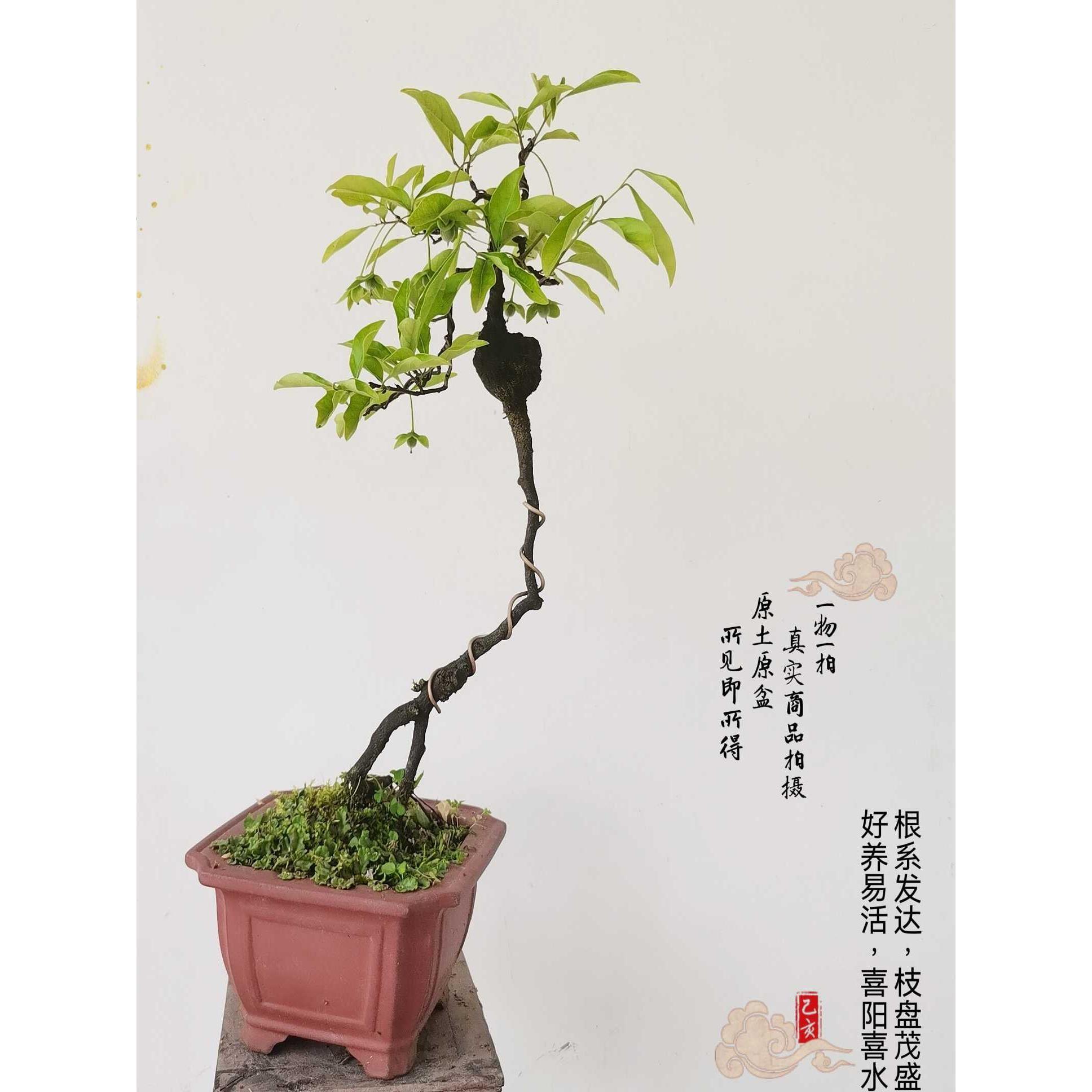 金弹子一物一拍原图发货造型嫁接带果品种年功老桩阳台熟桩盆景