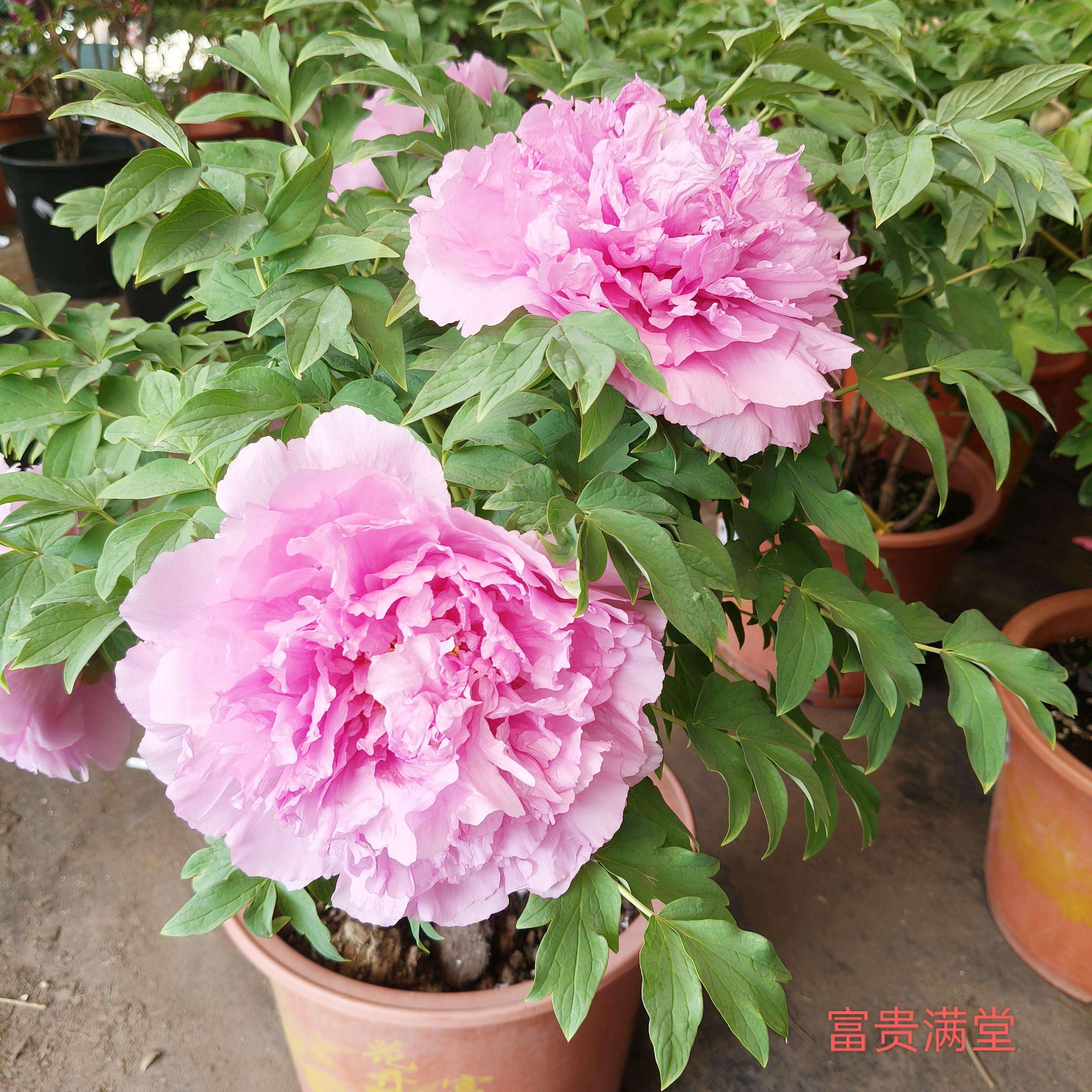 【盆栽牡丹花--富贵满堂】基地直销盆栽重瓣大花观赏洛阳牡丹花