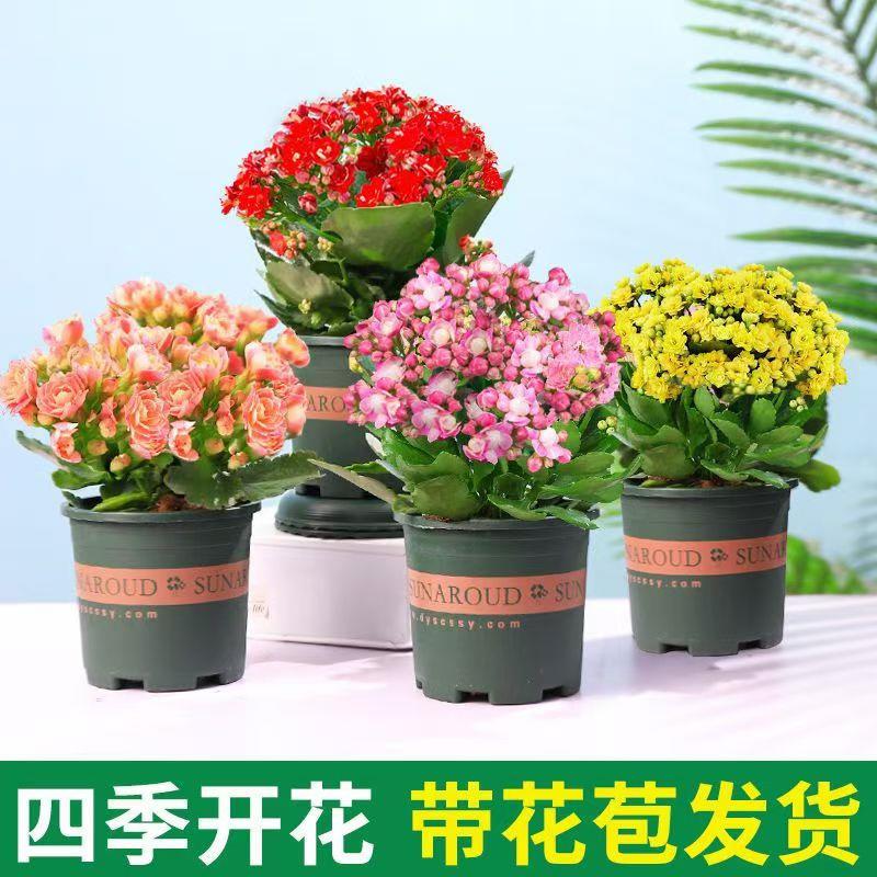 长寿花盆栽重瓣巴黎稀有大花品种四季开花植物室内