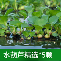 The combination of water plants like duckweed, rambutan, water hyacinth, water hibiscus, one-leaf lotus, and duckweed for fish tank landscaping can purify water quality thumbnail 4
