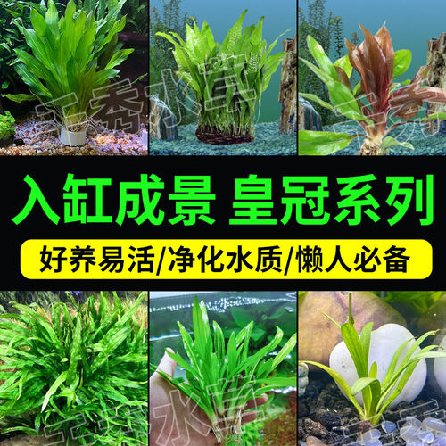 皇冠类水草鱼缸造景增氧净化水质