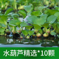 The combination of water plants like duckweed, rambutan, water hyacinth, water hibiscus, one-leaf lotus, and duckweed for fish tank landscaping can purify water quality thumbnail 5