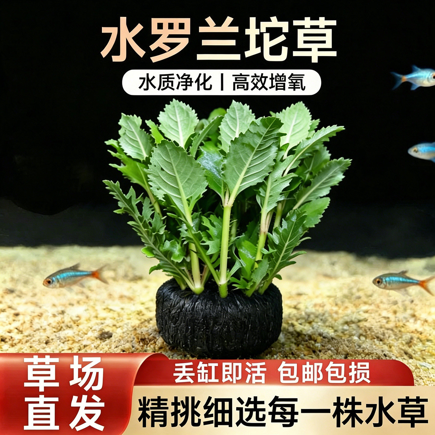 鱼缸造景装饰坨草水罗兰净化水质神器阴性水培水草懒人新手免栽种