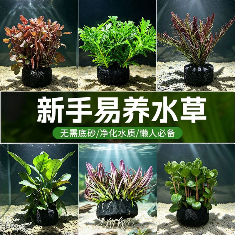鱼缸造景装饰水草红波水草淡水植物净化水质活体易养活水培绿植