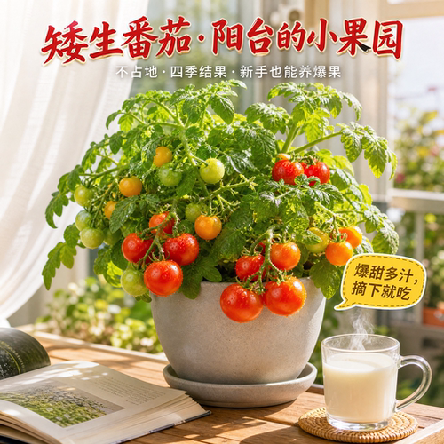 植讯矮生番茄盆栽四季种植可食用