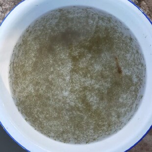 鲫鱼鱼苗中科三号条形优质良种巨鲫大板鲫重庆永川水花发货包邮