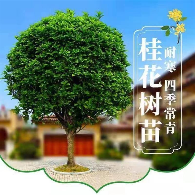 桂花树金桂大树四季盆栽开花老桩地栽风景树北方耐寒名贵树苗庭院