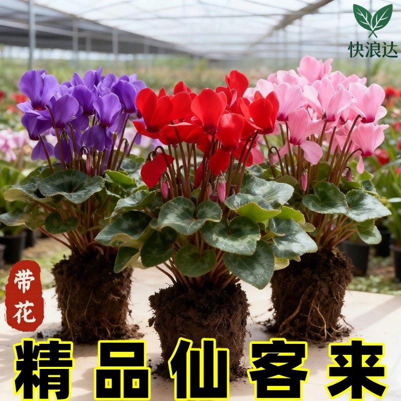 仙客来盆栽花苗兔耳花好养大花阳台室内开花花卉蝶衣花年宵花绿植,鲜花速递/花卉仿真/绿植园艺,红掌/凤梨/温室花卉,淘宝优惠券,粉丝福利购,淘宝优惠卷