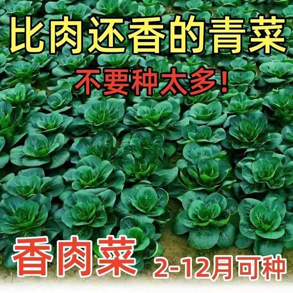 新品种北京香肉菜35天可采收耐寒耐热春秋四季农家小青菜蔬菜,鲜花速递/花卉仿真/绿植园艺,红掌/凤梨/温室花卉,淘宝优惠券,粉丝福利购,淘宝优惠卷
