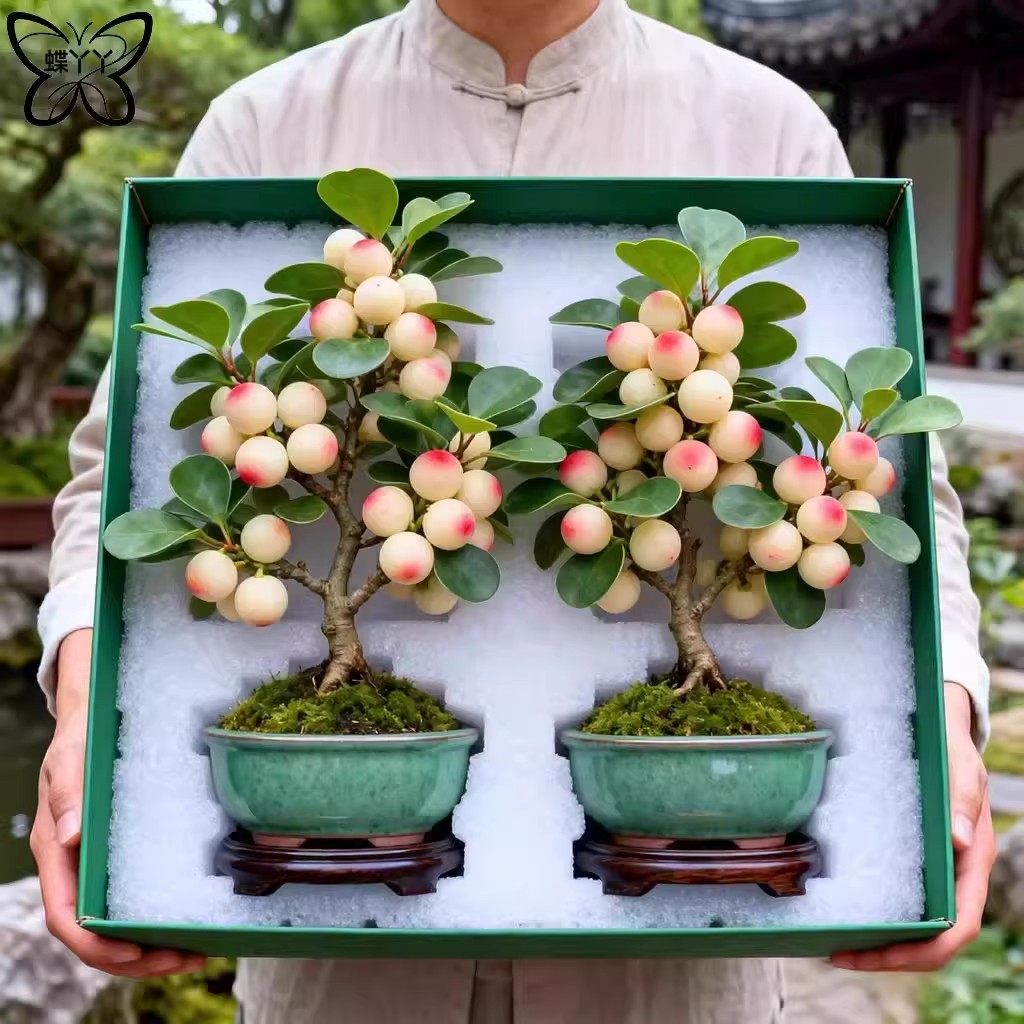 小盼菩提树盆栽带果室内客厅书房禅意桌面绿植办公室好养活小植物,鲜花速递/花卉仿真/绿植园艺,红掌/凤梨/温室花卉,淘宝优惠券,粉丝福利购,淘宝优惠卷