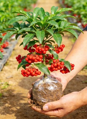 富贵籽盆栽带果金玉满堂黄金万两室内客厅旺宅绿植物四季好养盆景