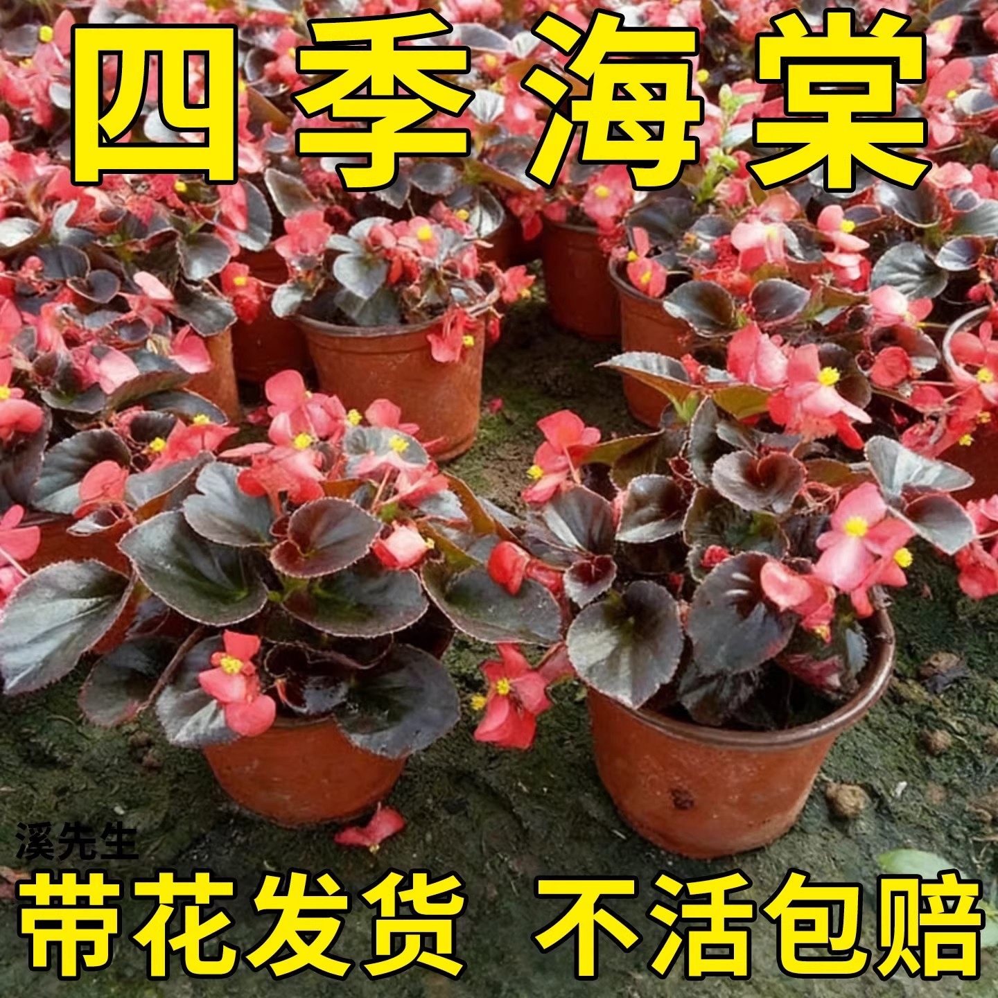 四季海棠花盆栽丽格海棠好养室内常年开花玻璃翠鲜花盆栽带花包邮,鲜花速递/花卉仿真/绿植园艺,红掌/凤梨/温室花卉,淘宝优惠券,粉丝福利购,淘宝优惠卷