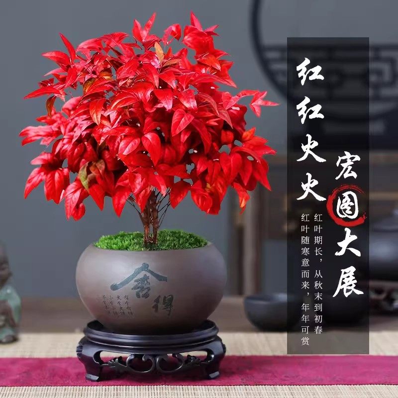 火焰南天竹盆栽红叶绿植中式禅意四季观叶桌面花卉好养活耐寒植物,鲜花速递/花卉仿真/绿植园艺,红掌/凤梨/温室花卉,淘宝优惠券,粉丝福利购,淘宝优惠卷