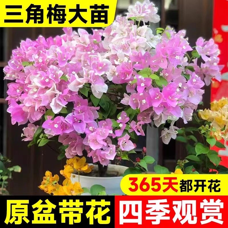 重瓣三角梅盆栽带花老桩四季开花绿樱花卉爬藤植物阳台室内好养活,鲜花速递/花卉仿真/绿植园艺,红掌/凤梨/温室花卉,淘宝优惠券,粉丝福利购,淘宝优惠卷