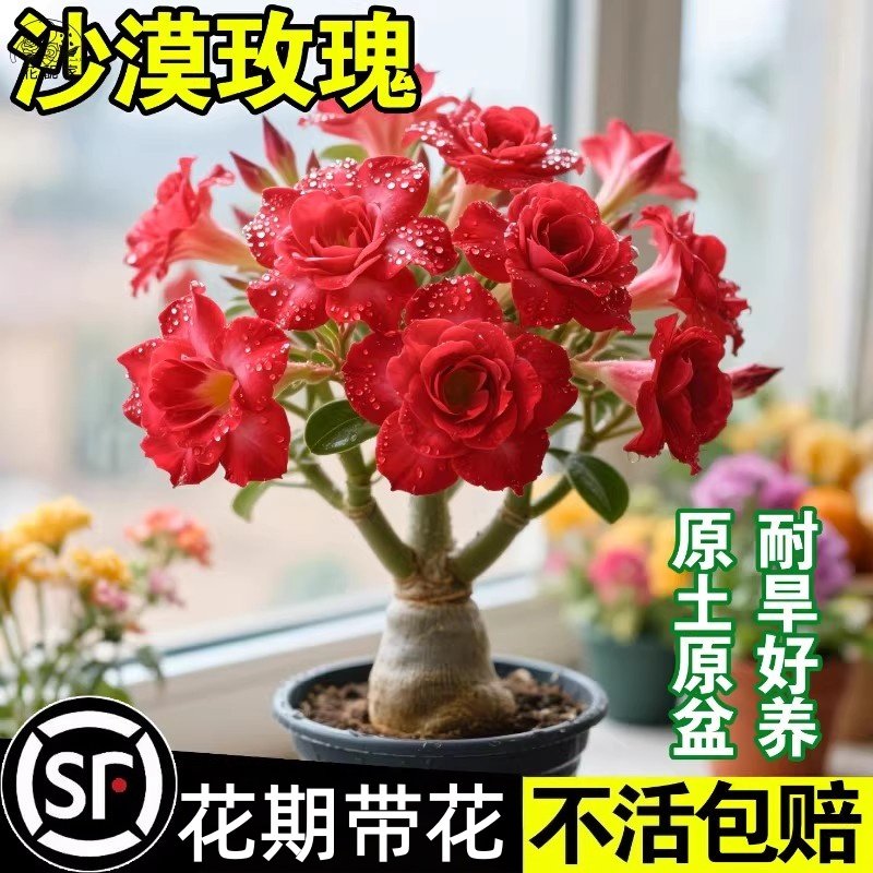 沙漠玫瑰盆栽重瓣带花苞小苗多肉植物老桩室内外阳台绿植花卉盆景,鲜花速递/花卉仿真/绿植园艺,红掌/凤梨/温室花卉,淘宝优惠券,粉丝福利购,淘宝优惠卷