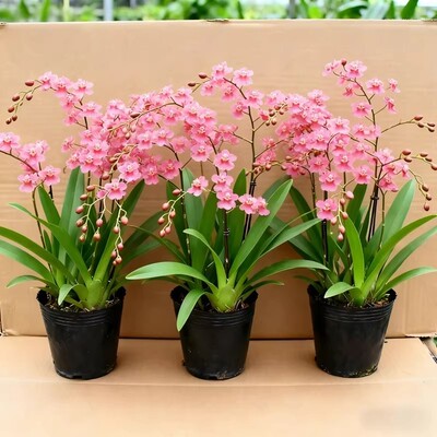 文心兰盆栽现带超多花苞香水梦香兰水培绿植物室内阳台兰花花卉