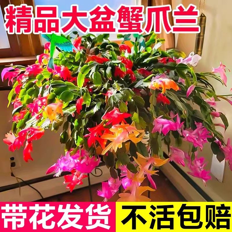 蟹爪兰盆栽室内植物带花苞多色花卉室内阳台四季开花耐寒多肉绿植,鲜花速递/花卉仿真/绿植园艺,红掌/凤梨/温室花卉,淘宝优惠券,粉丝福利购,淘宝优惠卷