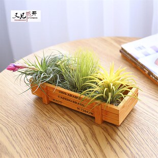 空气凤梨 无土植物创意木盒套餐绿植盆栽花草