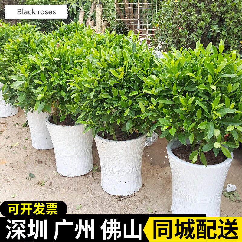 非洲茉莉盆栽 平安树盆栽幸福树 开业送礼办公室吸收甲醛净化空气