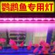 鹦鹉鱼专用灯 LED鱼缸灯防水增红增色水族箱照明魔红色灯光鱼缸灯