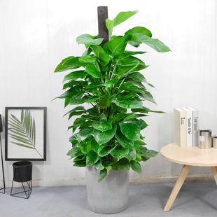 金叶子大绿萝室内除甲醛大型植物盆栽客厅办公室绿植花卉成都广州