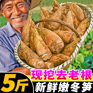 浙江临安冬笋新鲜现挖5斤特毛竹笋级鲜笋野春雷笋生冬笋马蹄甜笋