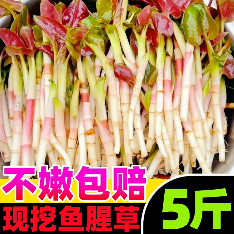 折耳根新鲜鱼腥草猪鼻孔当季野蔬菜嫩芽嫩根叶贵州凉拌下饭菜即食
