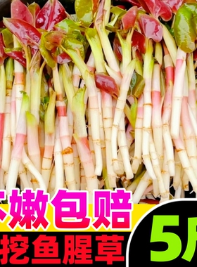折耳根新鲜鱼腥草猪鼻孔当季野蔬菜嫩芽嫩根叶贵州凉拌下饭菜即食