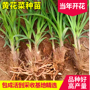 黄花菜种苗食用祁东优质黄花菜种植苗根产地直发金针菜苗现挖现卖