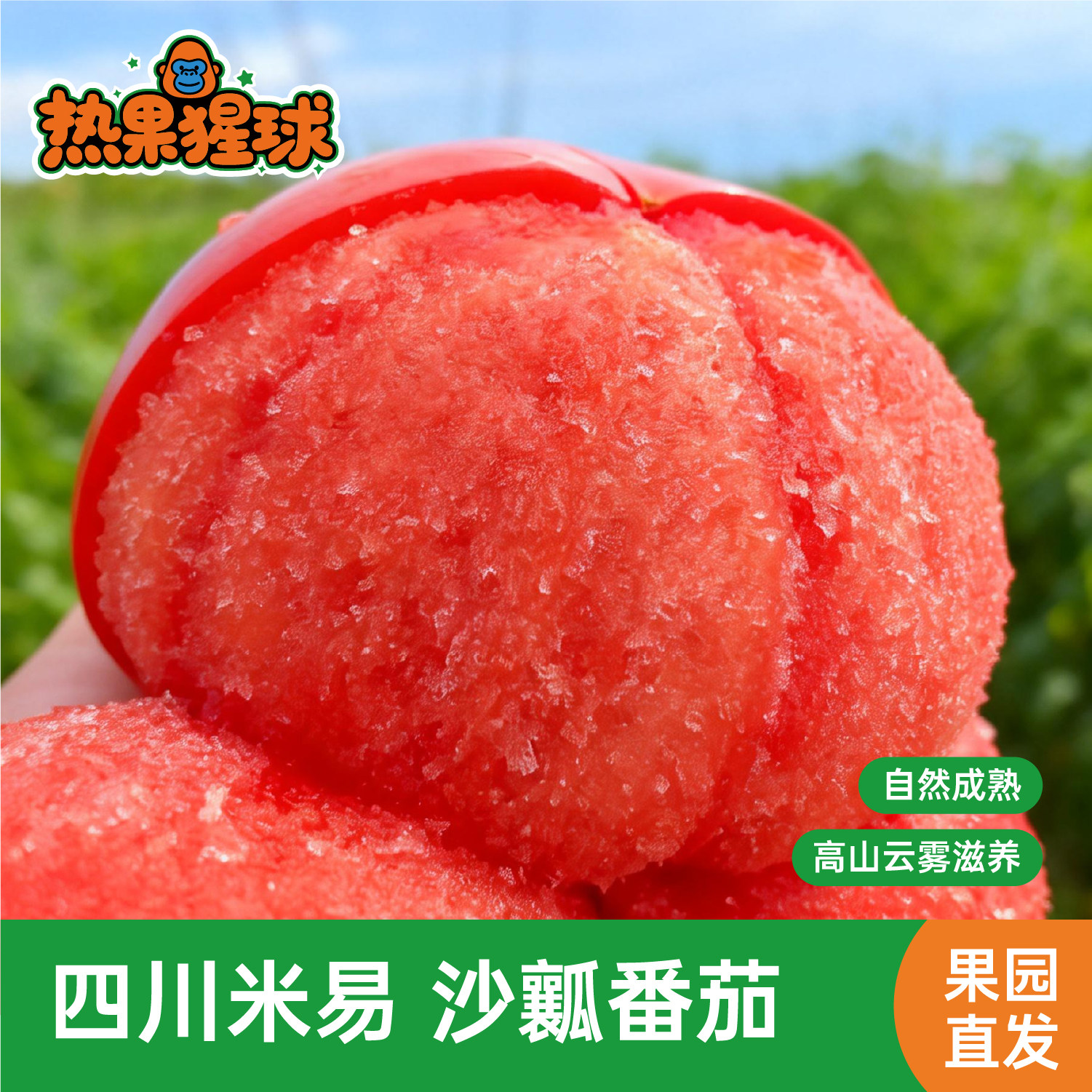 攀枝花米易普罗旺斯西红柿子沙瓤新鲜水果自然熟生吃大番茄蔬菜,水产肉类/新鲜蔬果/熟食,番茄,淘宝优惠券,粉丝福利购,淘宝优惠卷