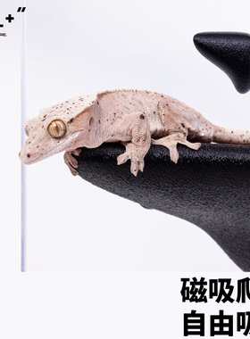 爬宠攀爬磁吸悬浮辅助蜕皮爬架吊床悬挂睫角守宫老爷树蛙蜥蜴树栖