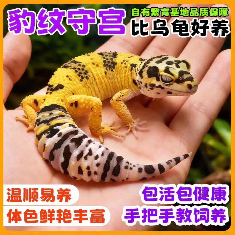 豹纹守宫幼苗温顺可家养包开食