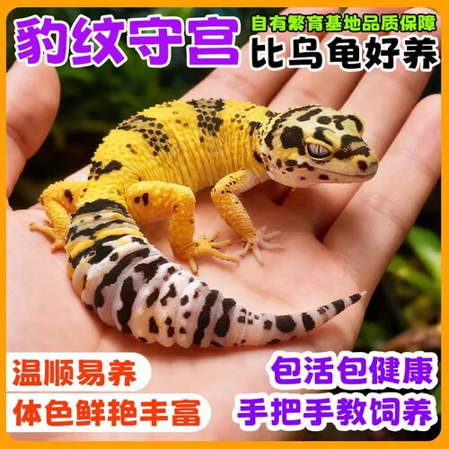 豹纹守宫幼苗温顺可家养包开食