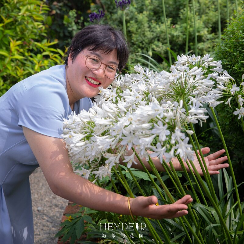 海蒂的花园百子莲花卉盆栽苗多年生草本花卉耐热好养阳台庭院植物