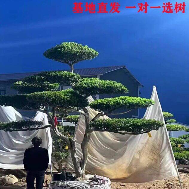 小叶瓜子造型黄杨树庭院别墅造型黄杨树绿化黄杨盆景树四季常青