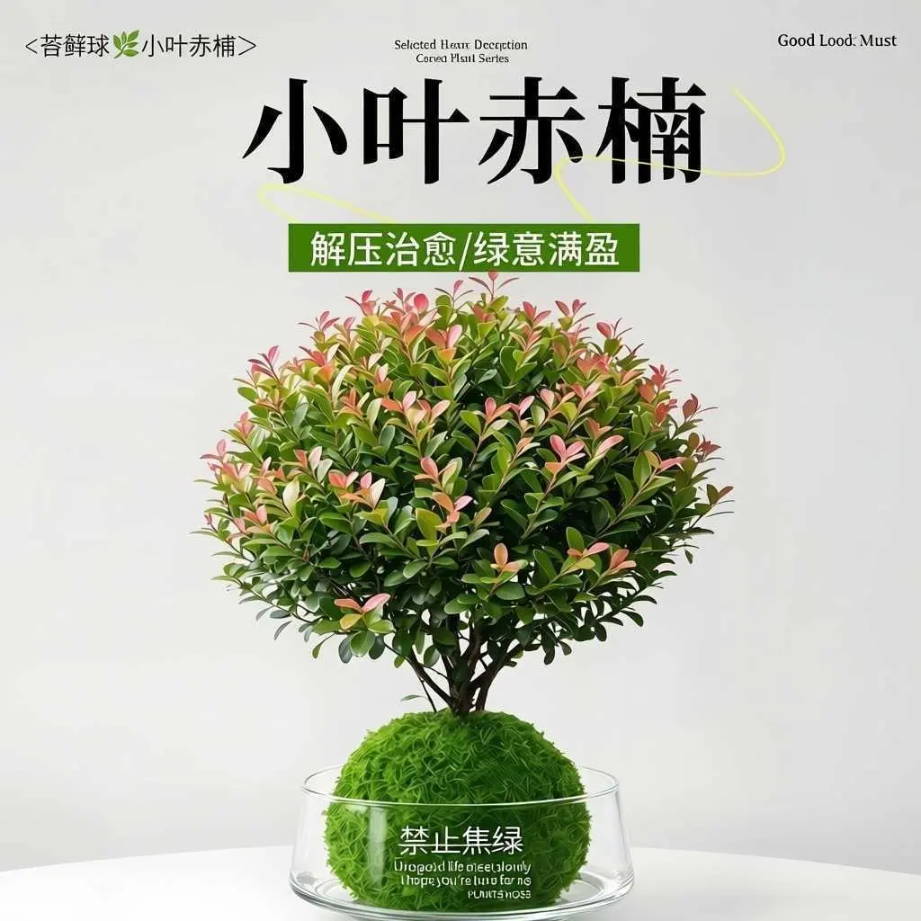 【带禁止焦绿玻璃杯】水培小叶赤楠懒好养绿植室内懒人桌面摆件ZF