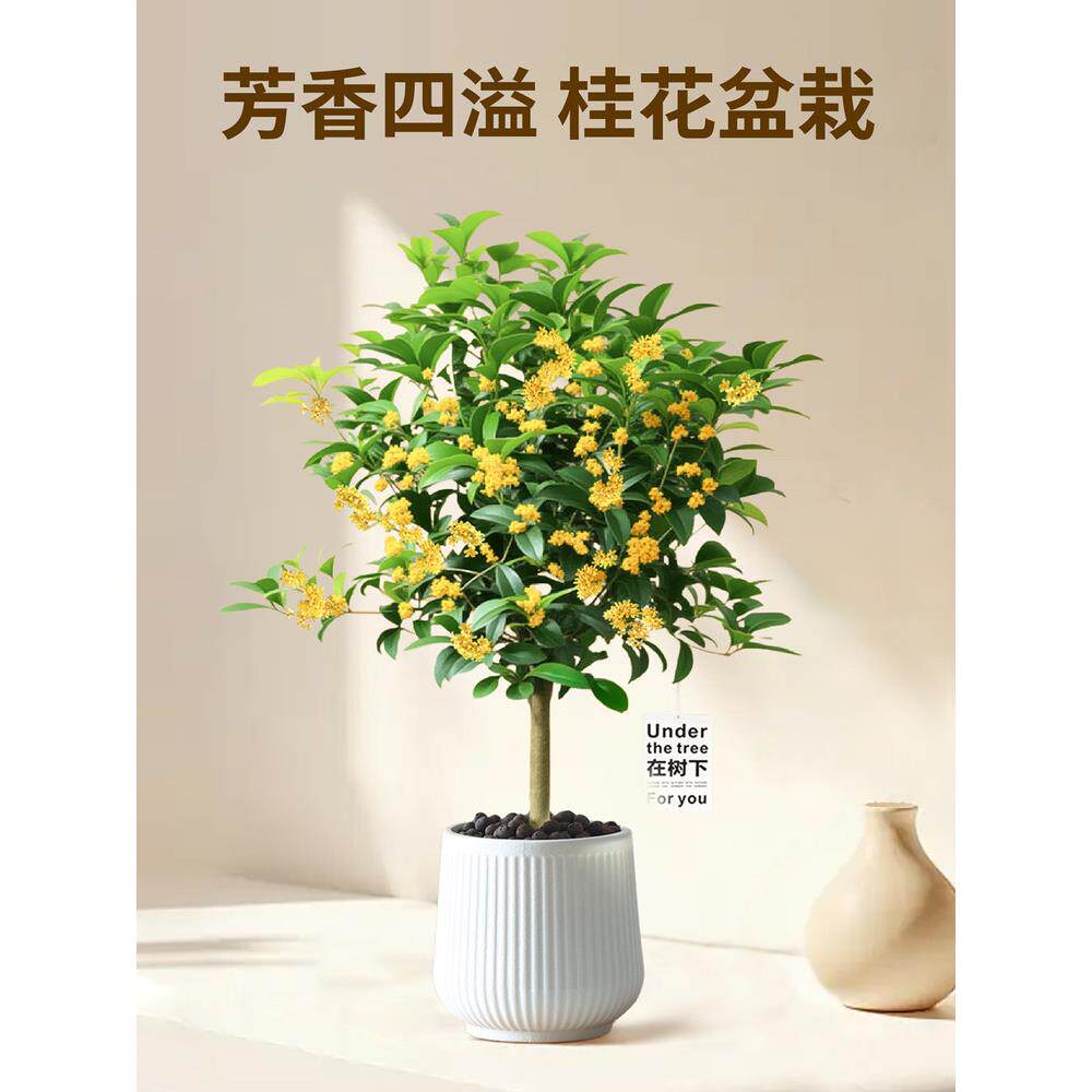 桂花树苗盆栽植物浓香型四季懒人花卉室内好养客厅桌面绿植小盆景