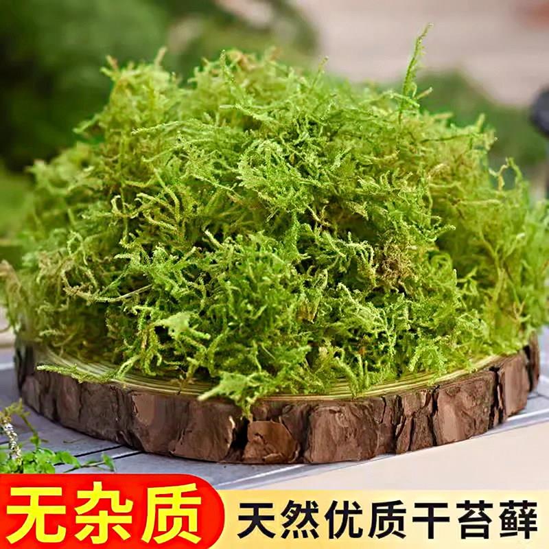 青苔兰花蝴蝶兰干苔藓水苔纯石斛种植专用营养土爬宠乌龟垫材