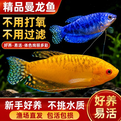 曼龙鱼观赏鱼小型热带鱼淡水活鱼