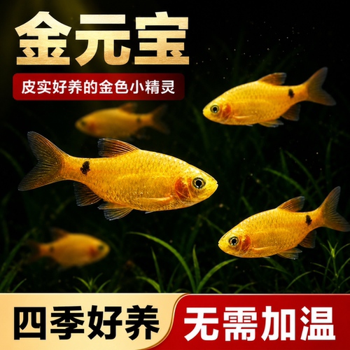 金元宝冷水小型淡水观赏鱼玫瑰鲫