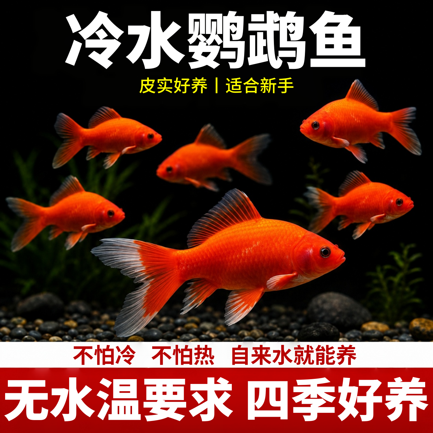 冷水血鹦鹉鱼长尾淡水观赏鱼新手好养耐活自来水锦鲤活鱼小金鱼
