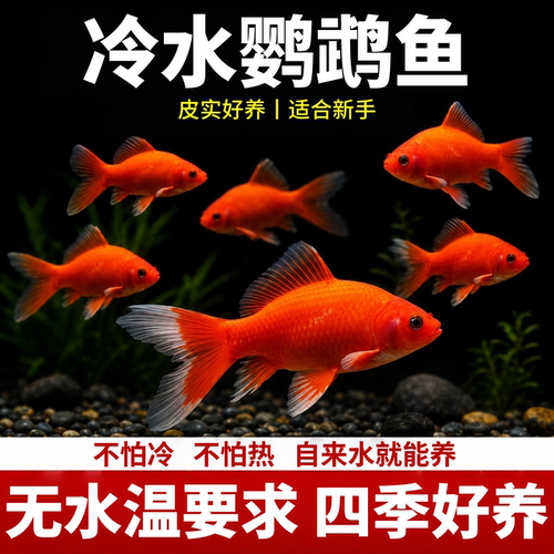 冷水血鹦鹉鱼淡水好养耐活观赏鱼