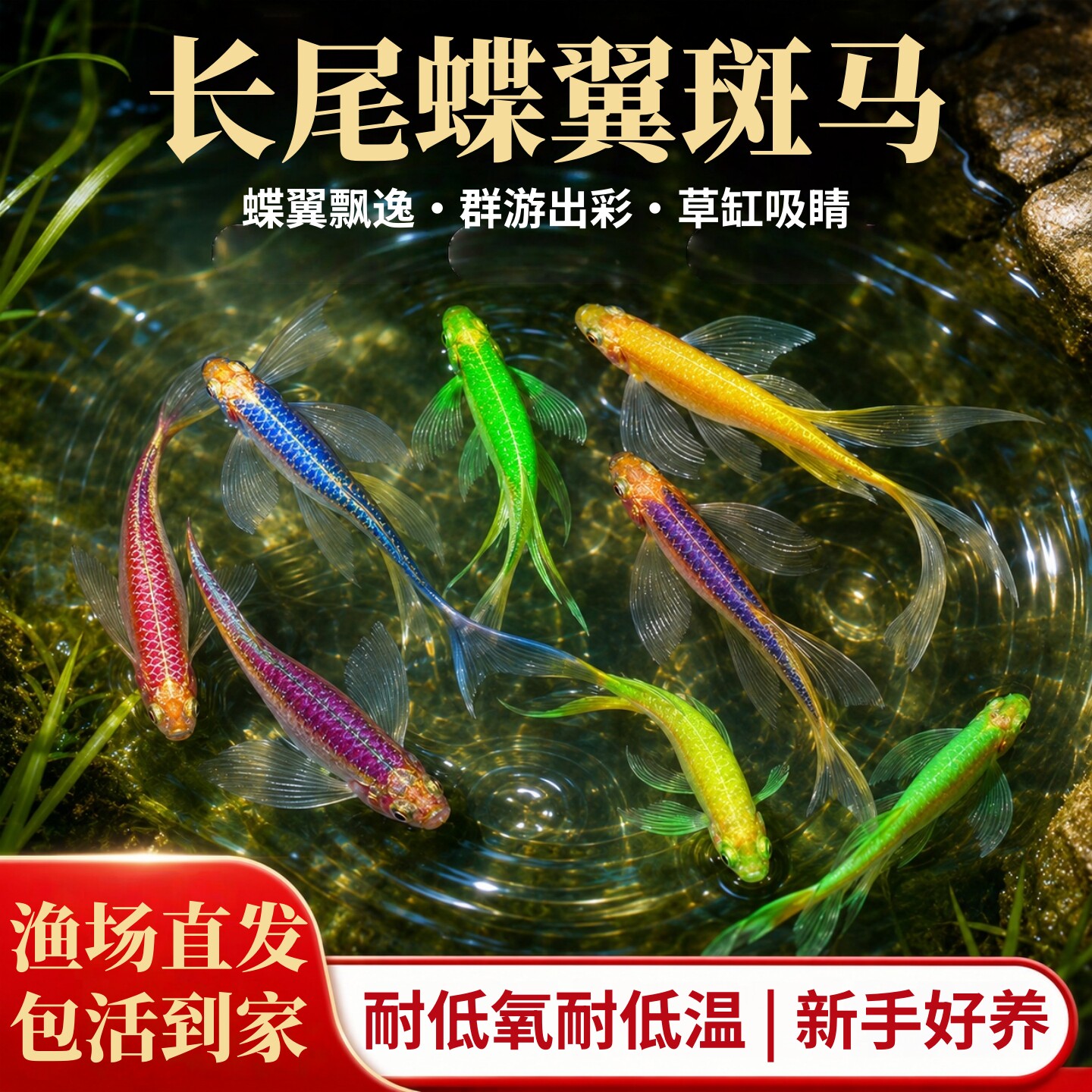 蝶翼斑马鱼龙凤长尾翡翠绿长鳍小型热带淡水鱼好养耐活冷水观赏鱼