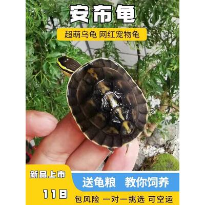 安布闭壳龟安布苗扁安宠物龟半水龟线安苗杂食龟活体灰招财龟可挑