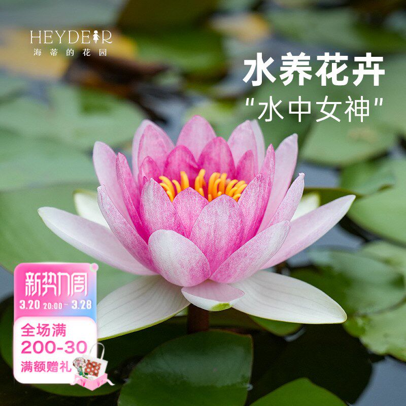 海蒂的花园旗舰店睡莲块根水培植物庭院阳台花卉盆栽莲花裸根预售