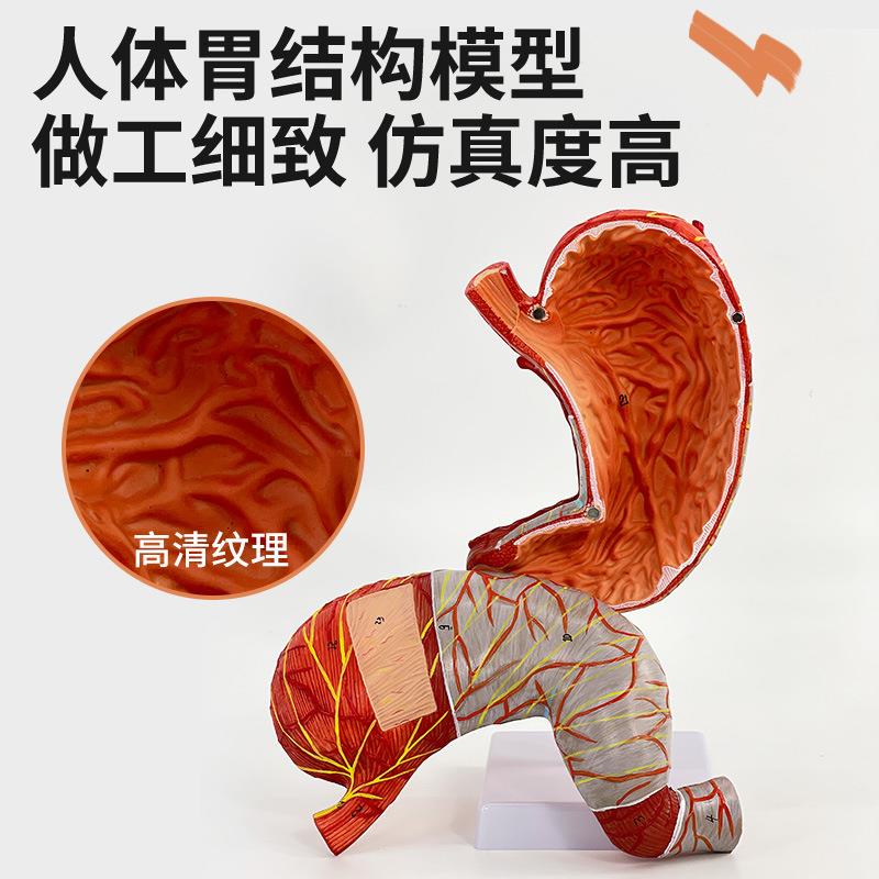 1.5倍放大胃模型胃解剖模型胃解剖结构标本消化器官人体内脏教学