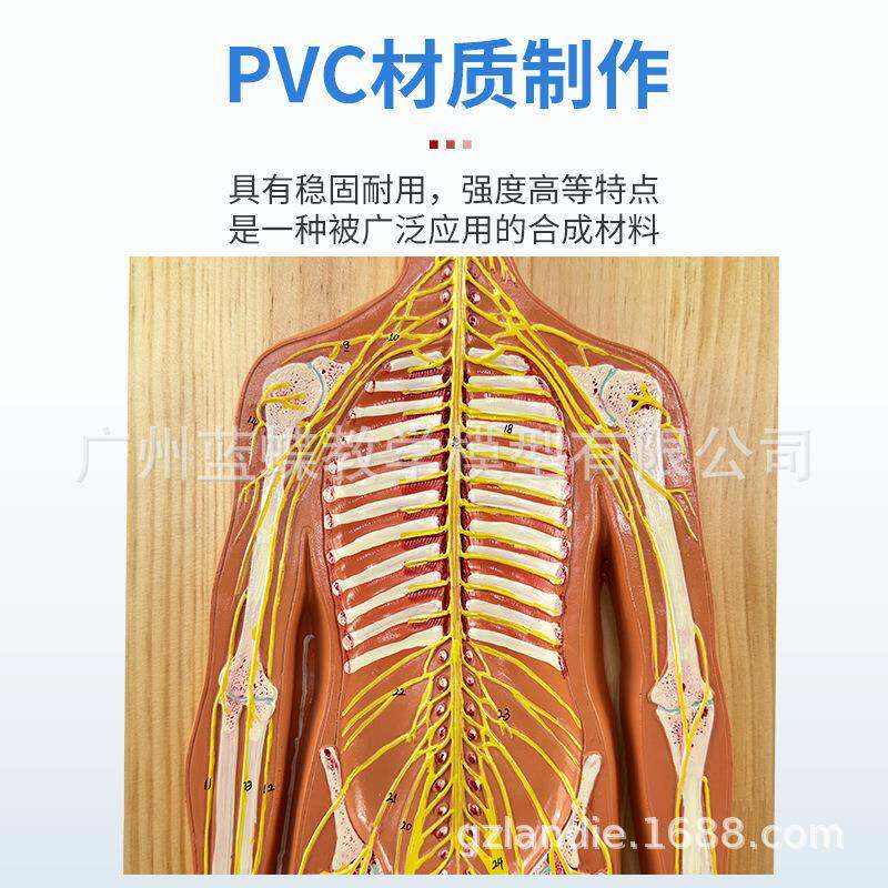 人体神经系统解剖模型 人体中枢神经系统模型 脑 脊髓 周围脊神经
