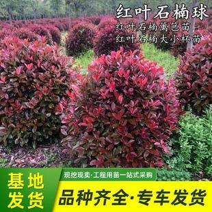 精品四季常青苗木红叶石楠树苗石楠球毛柱石楠大小杯容器桶篱笆苗