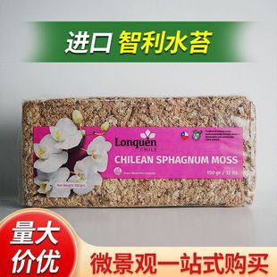 专用颗粒水苔空城里智利苔藓微景观发酵冬眠兰花植物毛毛虫苔藓